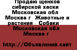 Продаю щенков сибирской хаски - Московская обл., Москва г. Животные и растения » Собаки   . Московская обл.,Москва г.